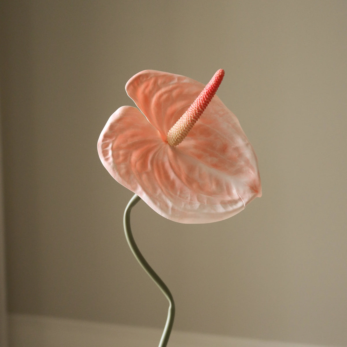 ANTHURIUM blóm - coral
