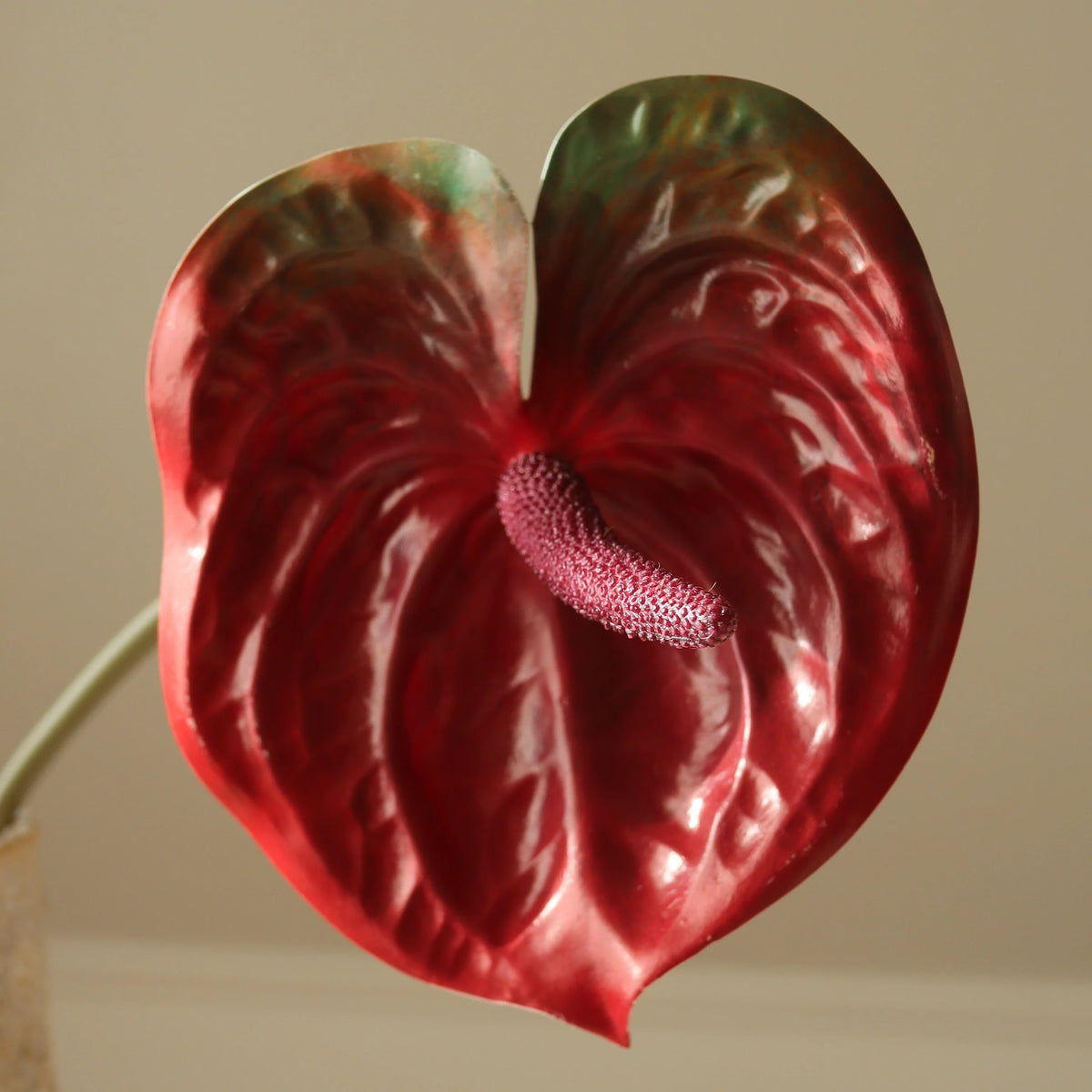 ANTHURIUM blóm - dark red