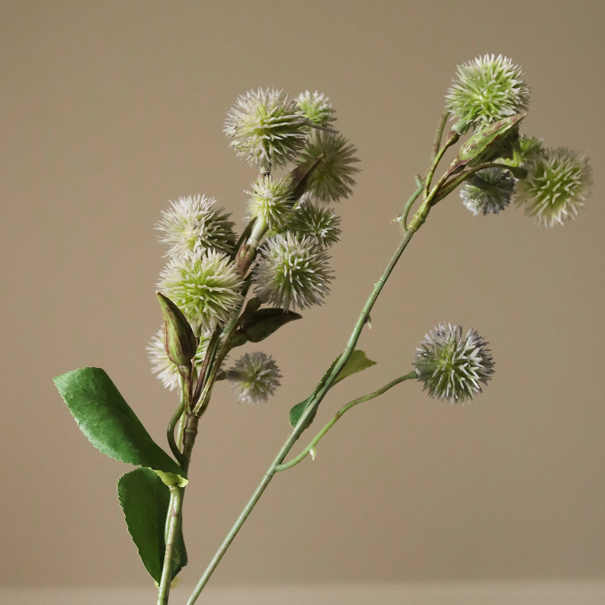 ECHINOPS RITRO THISTLE BALL blóm - green