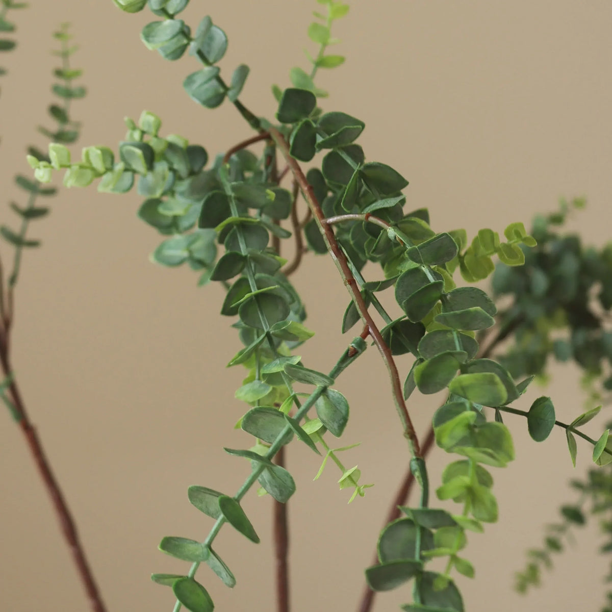 PARVIFOLIA EUCALYPTUS blóm - green