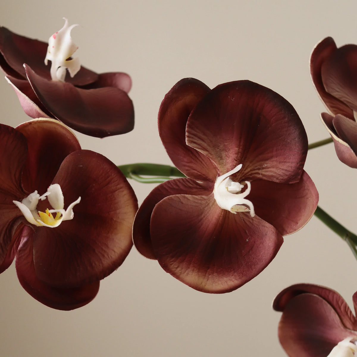 GRAND ORCHID blóm - purple