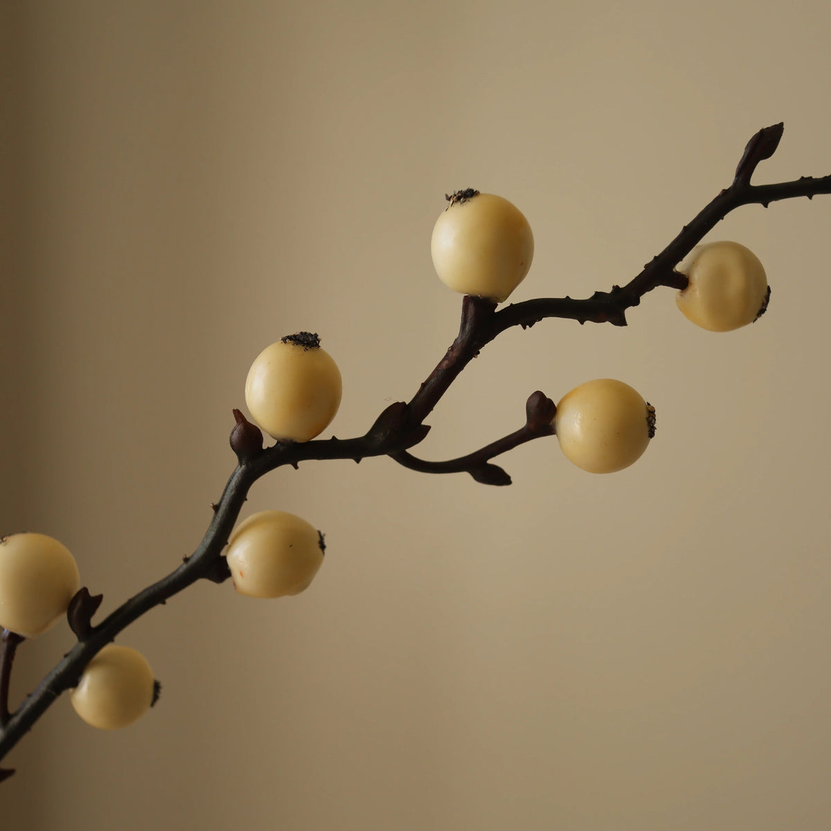 WINTERBERRY blóm - white