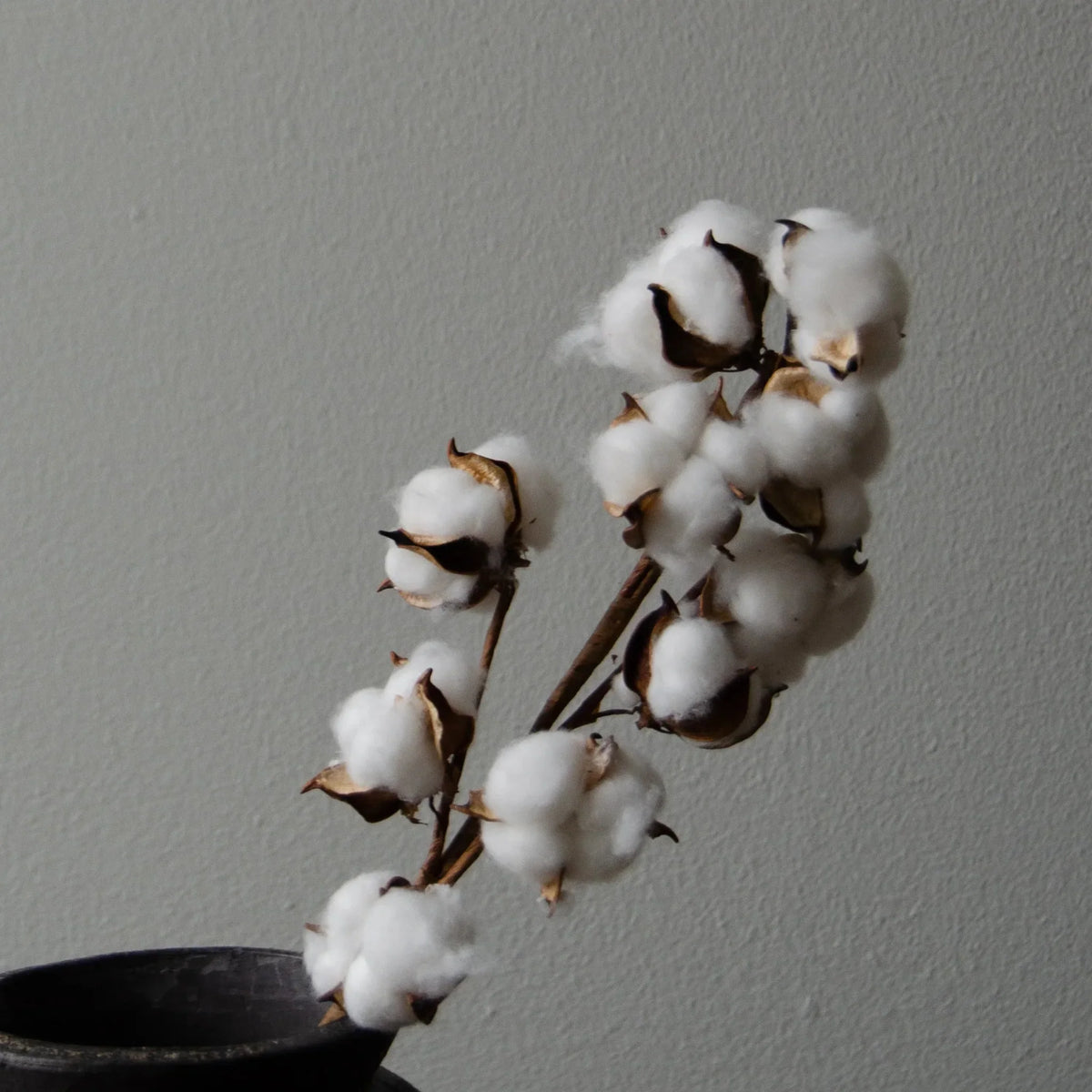 DRIED COTTON grein - white