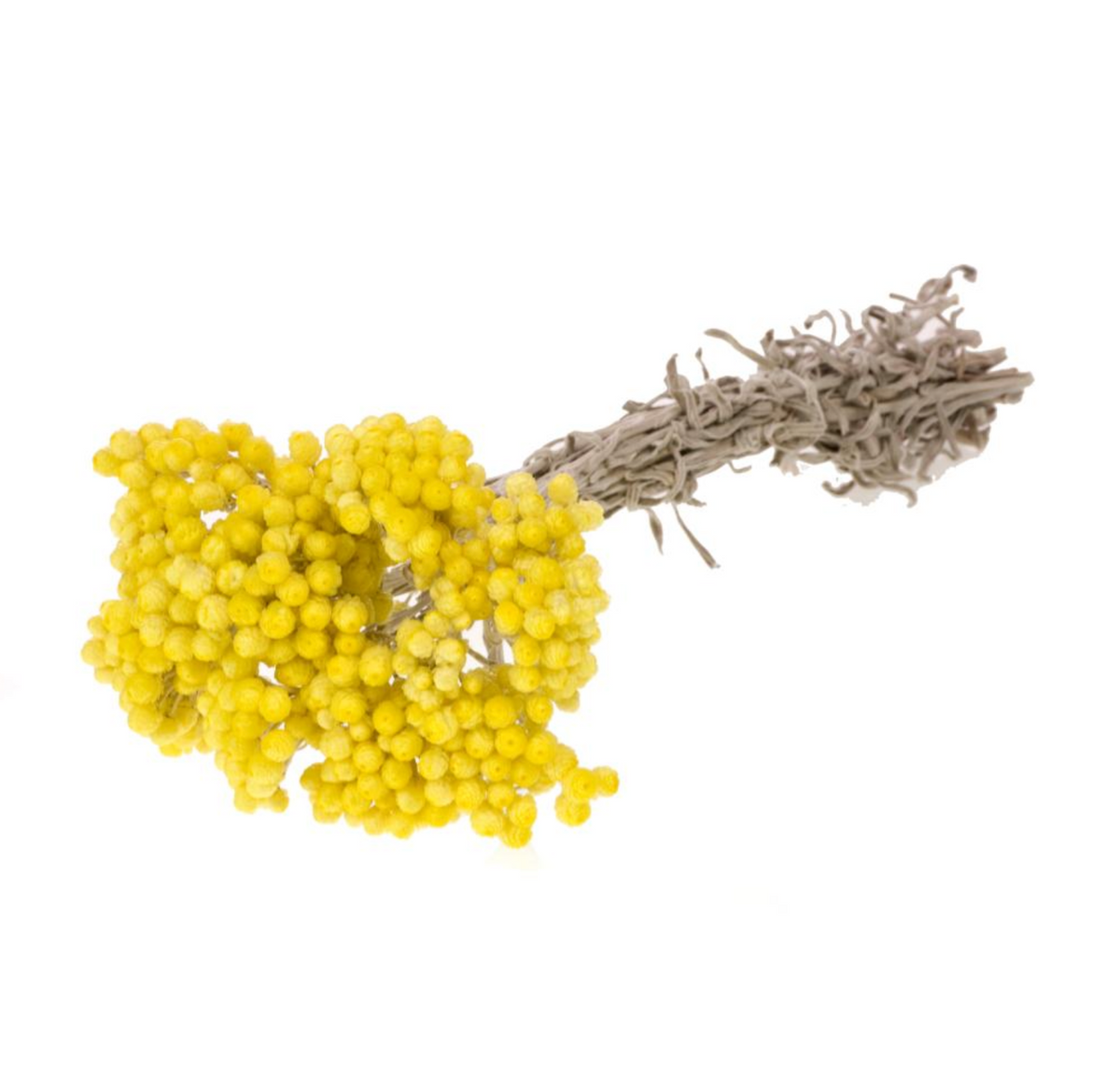 Immortelle - Natural Yellow